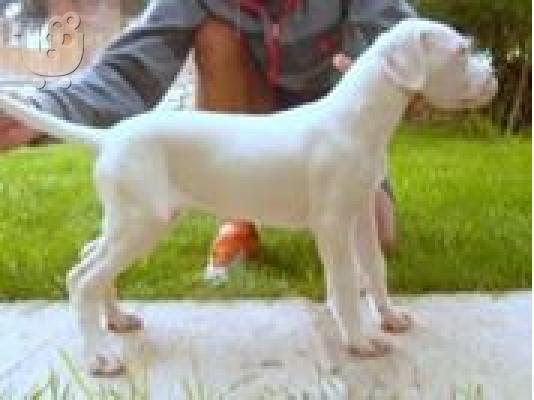 PoulaTo: ντογο αργεντινο